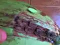 Vejamos como Furar um C�co com uma bala doce de ma��...