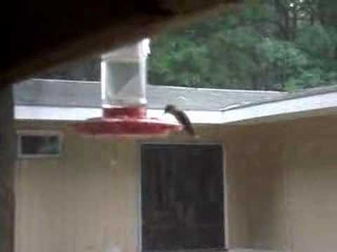 My First Hummingbird
