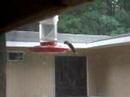 My First Hummingbird
