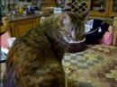 Trilly in cucina Trilly in cucina