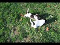 Rescue pups - 6 wk old spaniel/beagle mix pups.