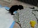 Daisy as a puppy! SO cute :)
