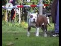 DWDC Puppy Training
