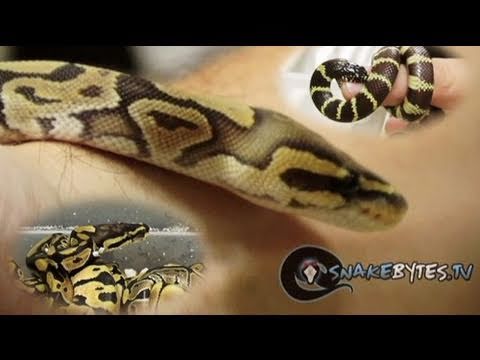 snake