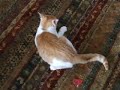 Zoey-Jumping-Like-a-