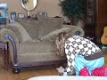 Zoey Jumping Like a Kangaroo
