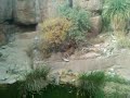 Cougars Cougars