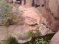 Cougars