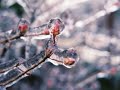 1998 Ice Storm