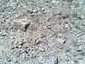 videos de 18052008(001).3gp
