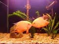 Acasalamento Acara Severo Gold - Parte 1