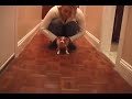 the-red-dot-my-beagle-jack-russell-.html