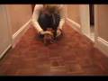 Chihuahua-Pup-Colors