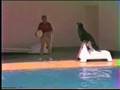 Sea Lion Presentation Skipper With Introduction