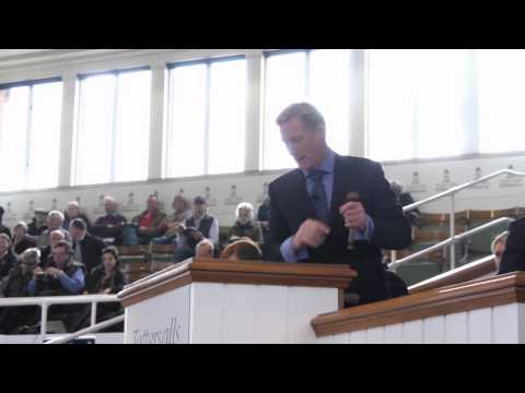 Tattersalls October Yearling Sale Book 1 Day 2 Review 