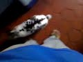 Jugando con morocho