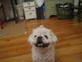 mr. belvedere fetches and smiles!