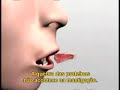 Biologia: Funcionamento do Sistema Digest�rio (Prof. Toid)
