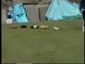 AFV: The Funniest Animal Video You Will Ever See