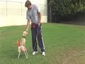 Dog Training in La Canada Flintridge, California