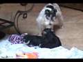 videos de Zoe's puppies