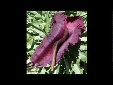 how to grow dracunculus vulgaris