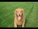 Vetinsurance - Paisley Vetinsurance - Paisley