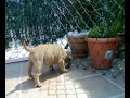 puppies