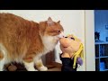 Click here to watch this video Cat in love with Miss Piggy (silent version)