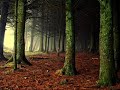 Deep Forest - Sweet Lullaby Natural Trance Mix