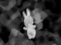 Nijntje the little bunny