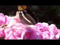 Princess Margarita - A Butterfly Garden