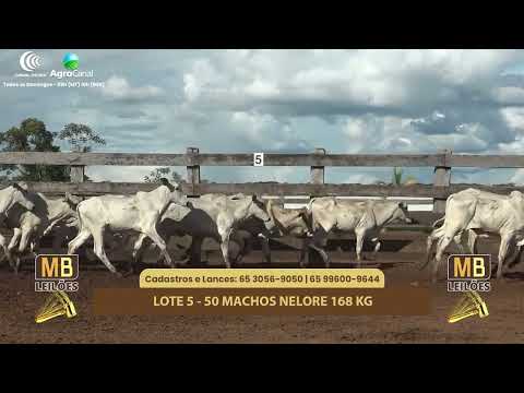 528� LEIL�O VIRTUAL MB LEIL�ES