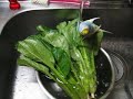Komatsuna bath Komatsuna bath