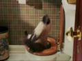 Kackende Katze vs Brutal Death Metal (Disgorge)