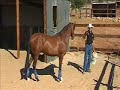 www.horseproblems.com.au - Dangers at Feed Time
