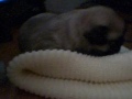 Mitzie\