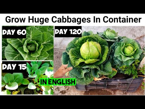 video-linktoworks-How To Grow Huge Cabbage In Containers : Growing Guide...