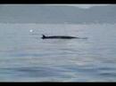 Cheticamp - Minke Whale Closing in...