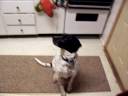 Buddy and cookies