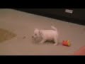 Our little west highland white terrier. Jake Boy