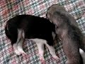 My PETS] Husky Puppies (3 Weeks Old)