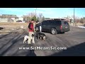 DOG TRAINING SCHOOL- K9 Dog training video