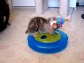 american bobtail kitten american bobtail kitten