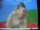dramatic dickydooda squirrel
