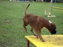 concours agility obernai arnac
