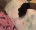 guinea pigs trick jump of bed guinea pigs trick jump of bed