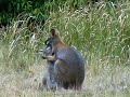 Australian Wildlife: Mother Wallaby and Joey