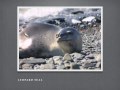 More Animals in Antarctica - Seals More Animals in Antarctica - Seals