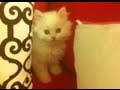 Please click on me to play my video!